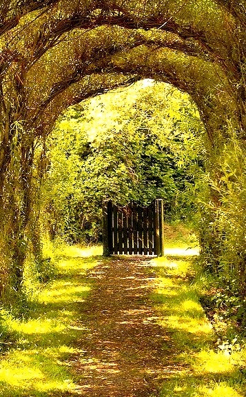 Tree Tunnel Gate, Wales