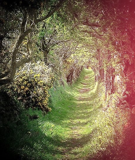 The old road that leads to a ancient stone circle, Ballynoe, Co.Down, Northern Ireland
