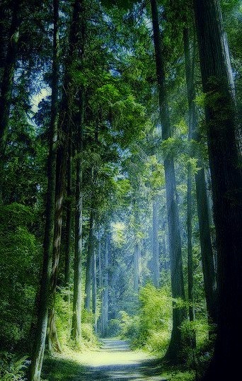 Blue Forest, Vancouver, British Columbia