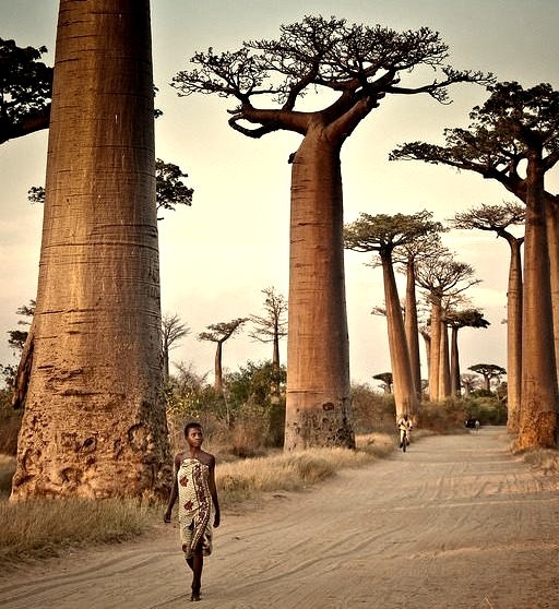 Avenue of the Baobabs, Madagascar .]]>” id=”IMAGE-m7lm39eK2y1r6b8aao1_1280″ /></a></p>
<p>Avenue of the Baobabs, Madagascar .]]><br />#people, #indian ocean, #landscape, #Afrique, #africa</p>

        <div class=