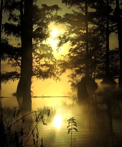 Morning at Bluff Lake, Noxubee National Wildlife Refuge, Mississippi, USA