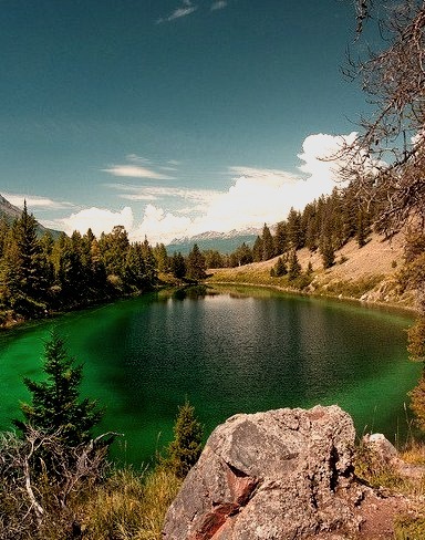 Shades of green in Valley of the Five Lakes, Jasper National Park, Canada