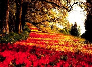 Red Petal Meadow, Mainau, Germany