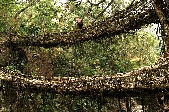 Living root bridges in the tropical forests of Meghalaya state, India