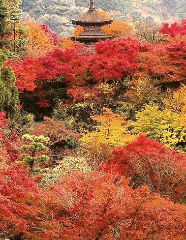 Autumn colors at Kiyomizu-dera Temple in Kyoto, Japan