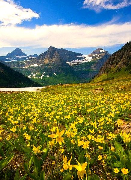Alpine lilies in Glacier National Park, Montana, USA