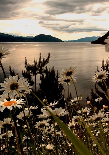It was spring time in the fjordland, Hardanger / Norway